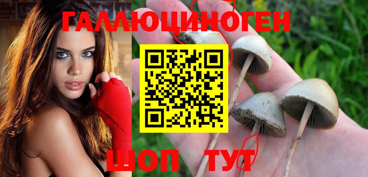 Псилоцибиновые грибы Psilocybe Кинель